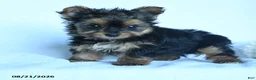 Yorkshire Terrier dogs for sale: Skittles - Ad 3