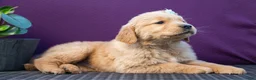 Golden Retriever dogs for sale: Spencer - Ad 3