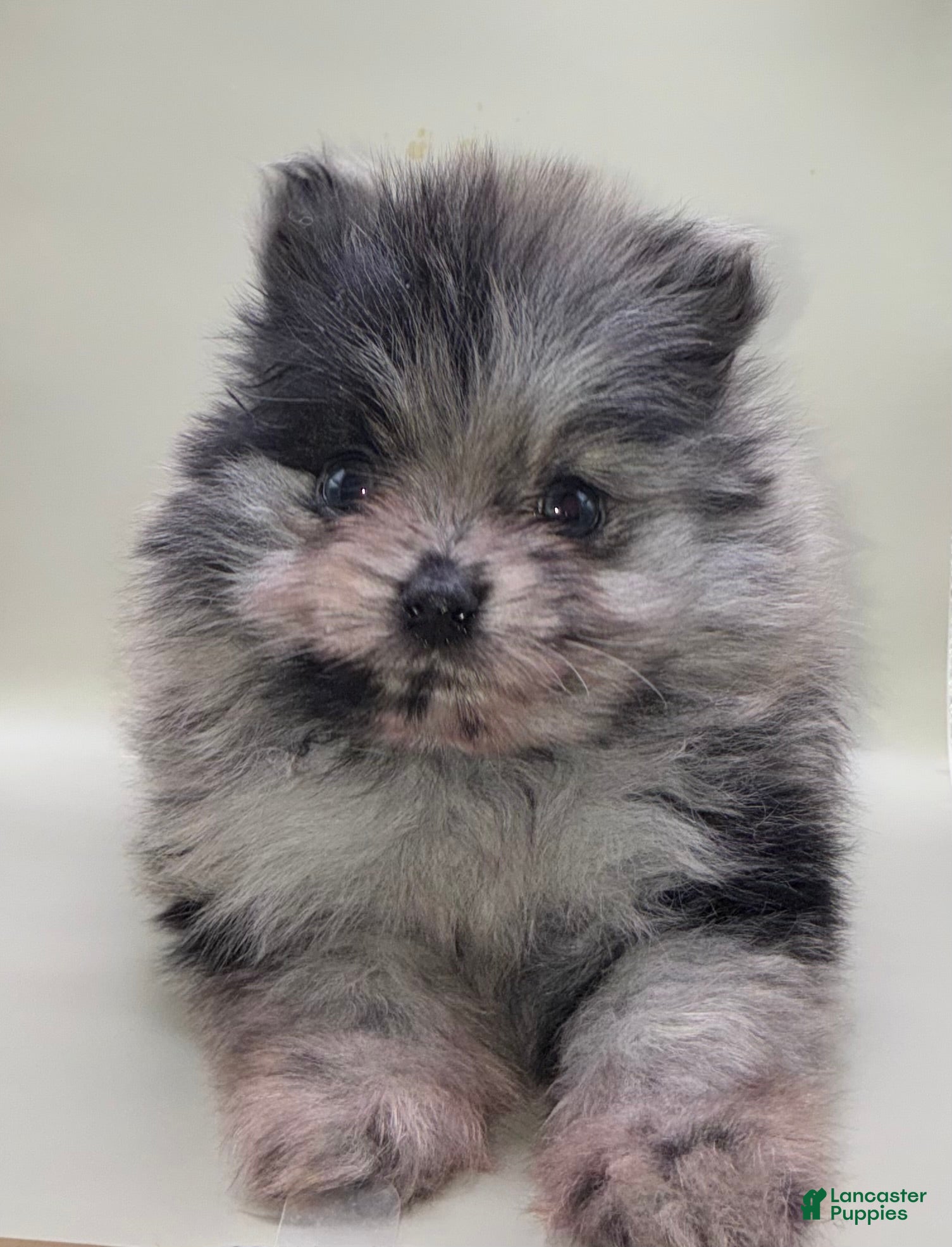 Pomeranian dogs Pomeranian Puppy 2 - Ad 2