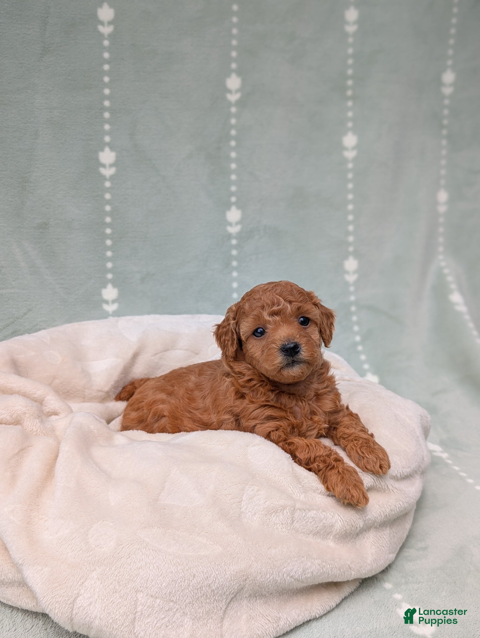 Toy Poodle dogs Paisley  - Ad 1