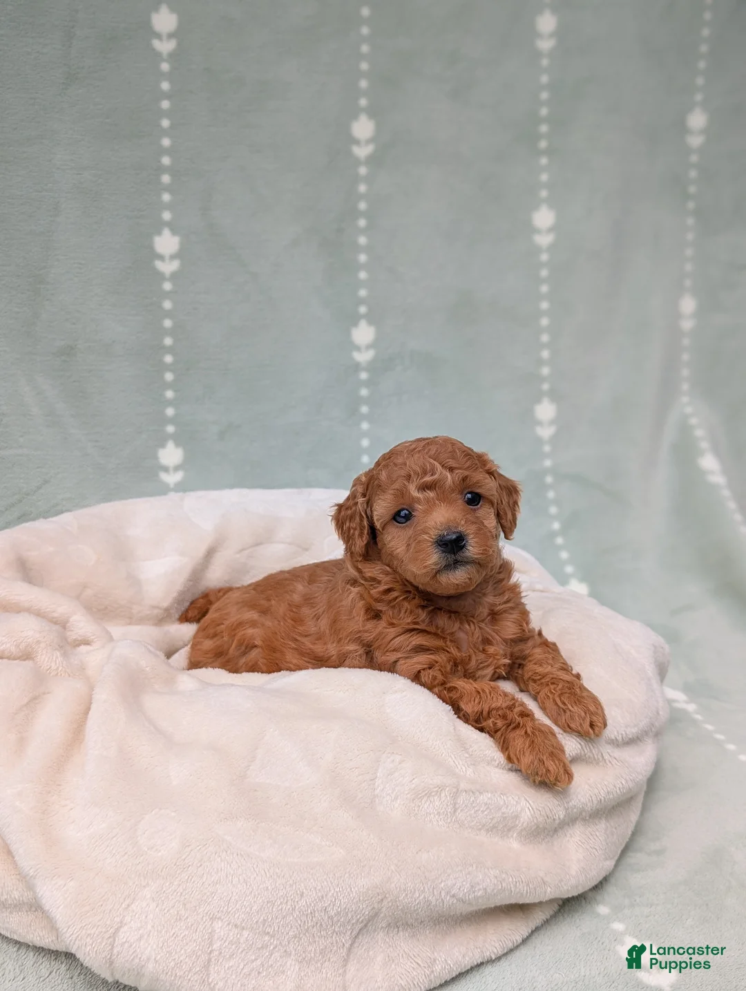 Toy Poodle dogs for sale: Paisley  - Ad 1