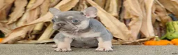 French Bulldog dogs for sale:  Regina🎀 - Ad 16