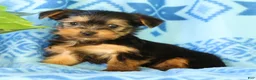 Yorkshire Terrier dogs for sale: Danny - Ad 6