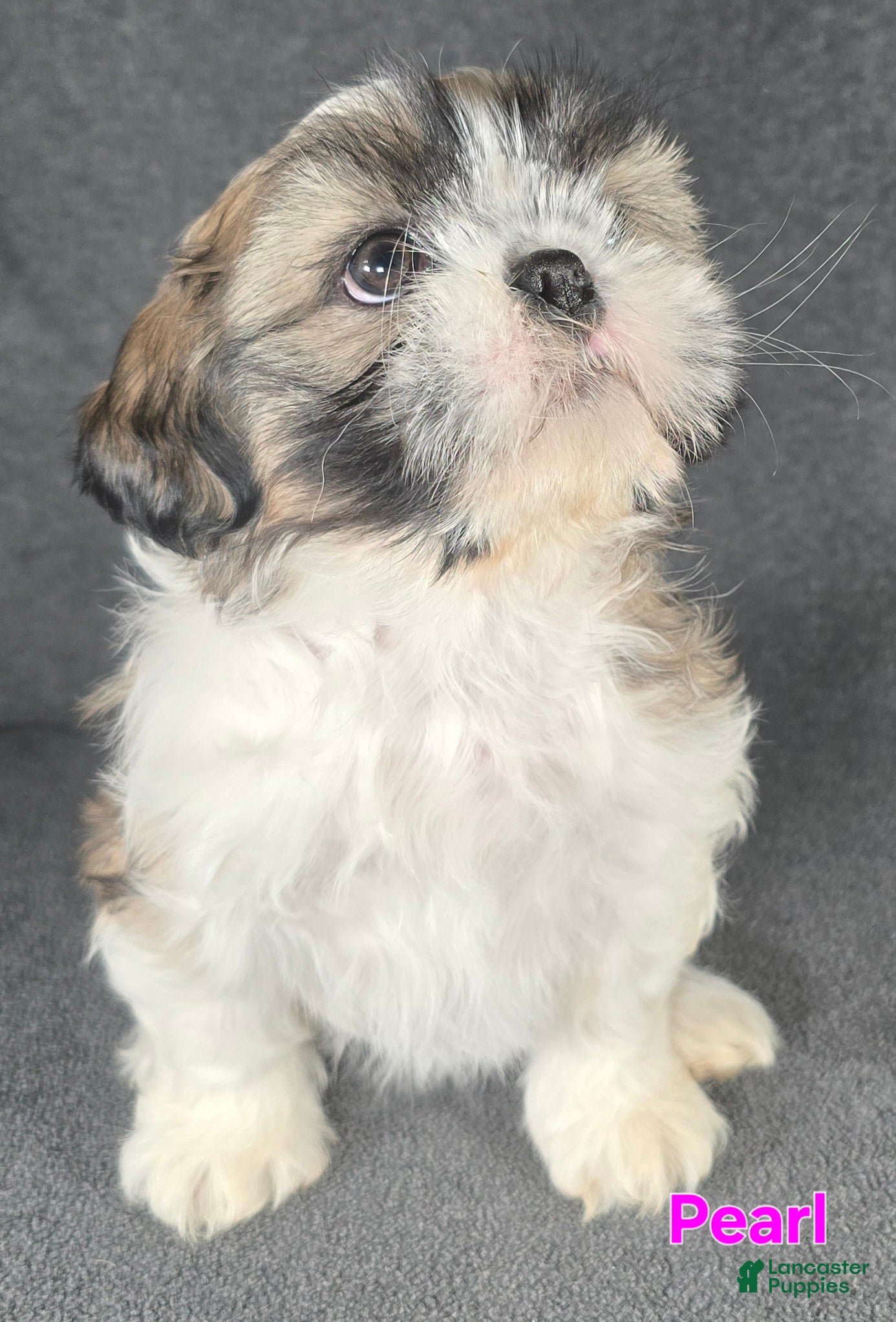 Shih Tzu dogs Pearl  - Ad 25