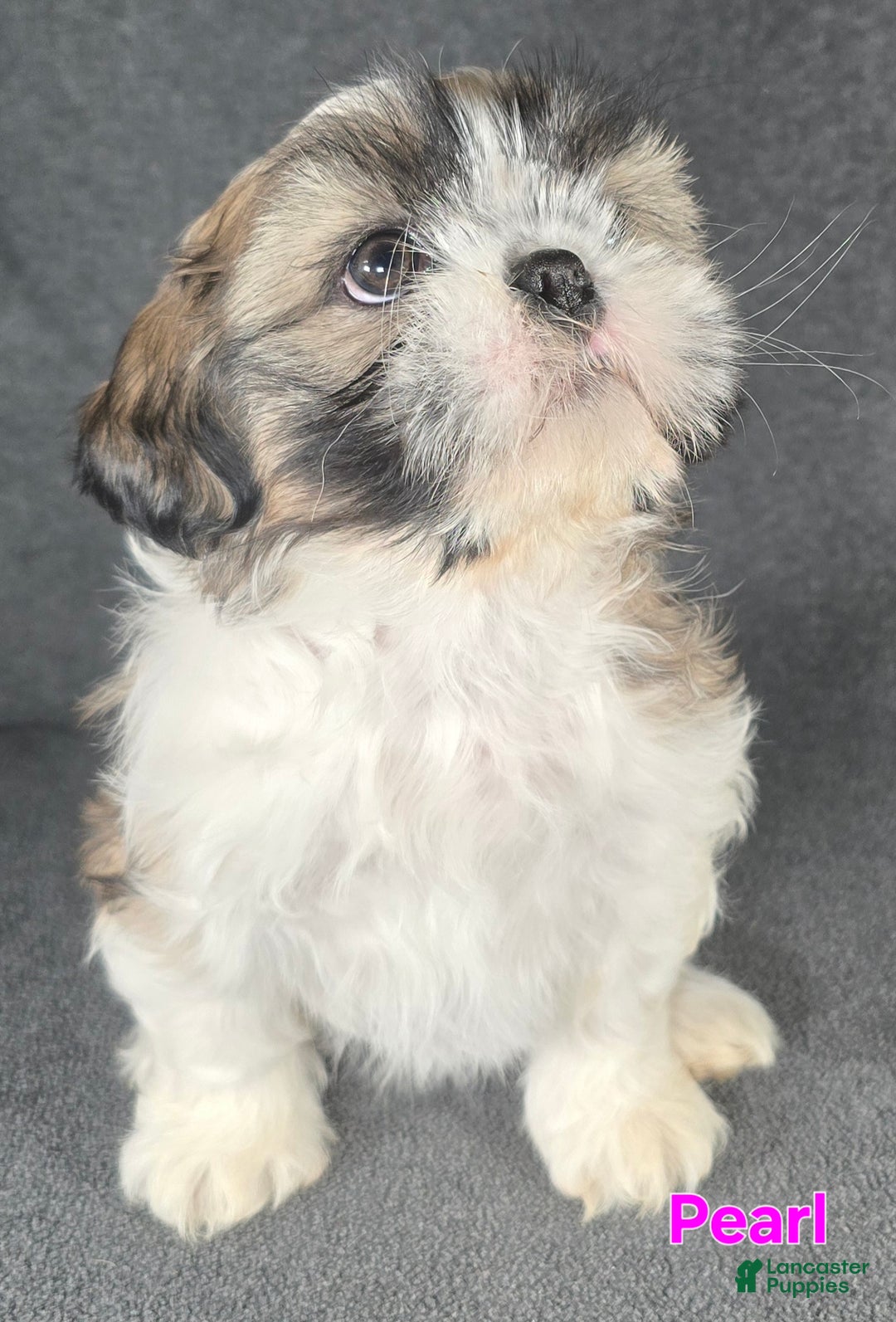 Shih Tzu dogs for sale: Pearl  - Ad 1