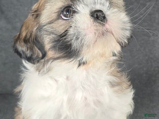 Shih Tzu dogs Pearl - Ad 10