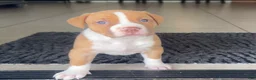 American Bully dogs for sale: American Bully 5 - Ad 2
