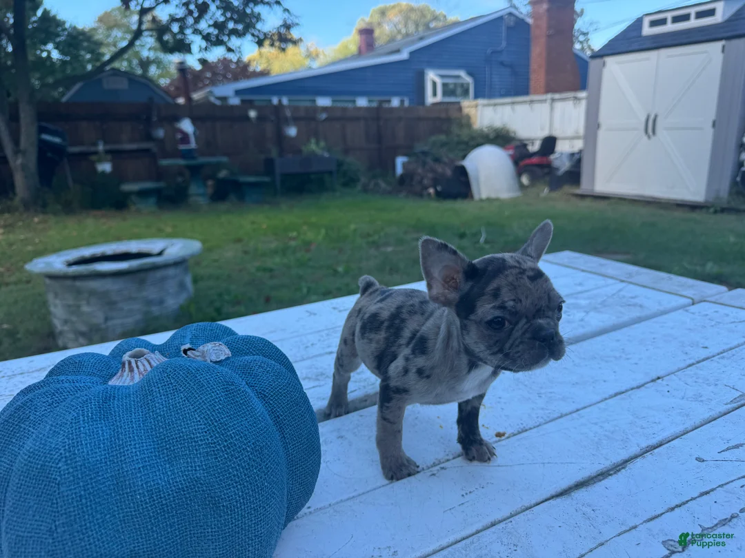 French Bulldog dogs for sale: Misti - Ad 2