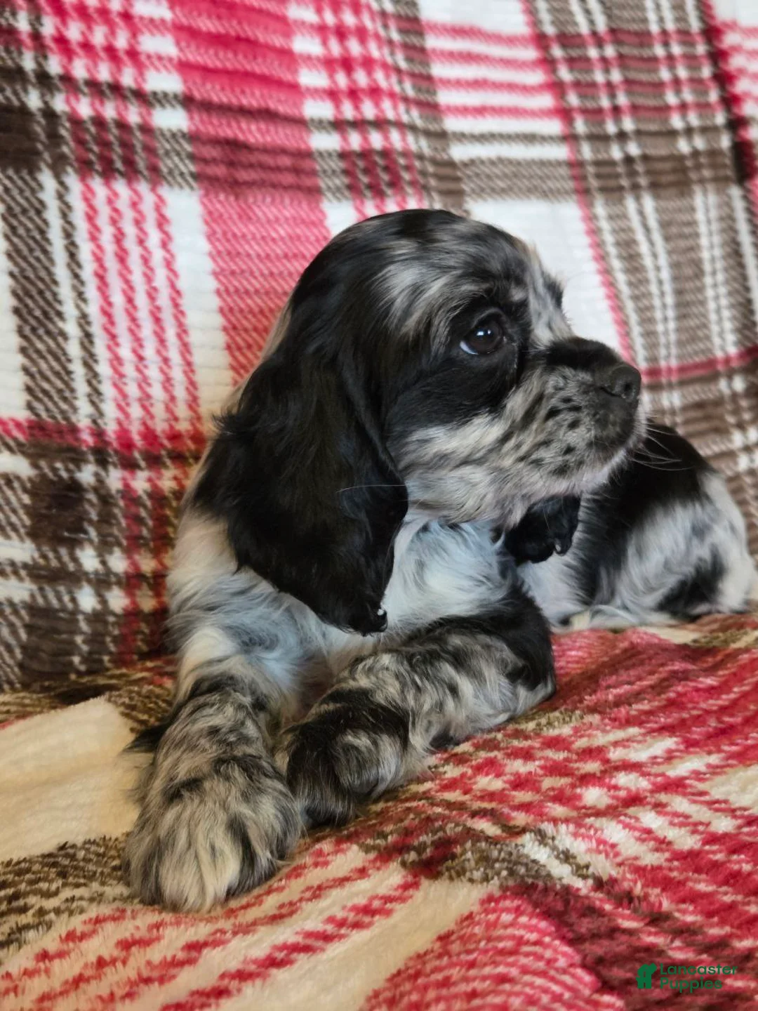 Mixed Breed dogs for sale: Max - Ad 4