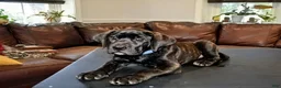 Presa Canario dogs for sale: Ms. Blue - Ad 7