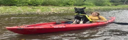 German Shepherd dogs for sale: COMING SOON!! Trained Deterrent Dog!!  - Ad 18