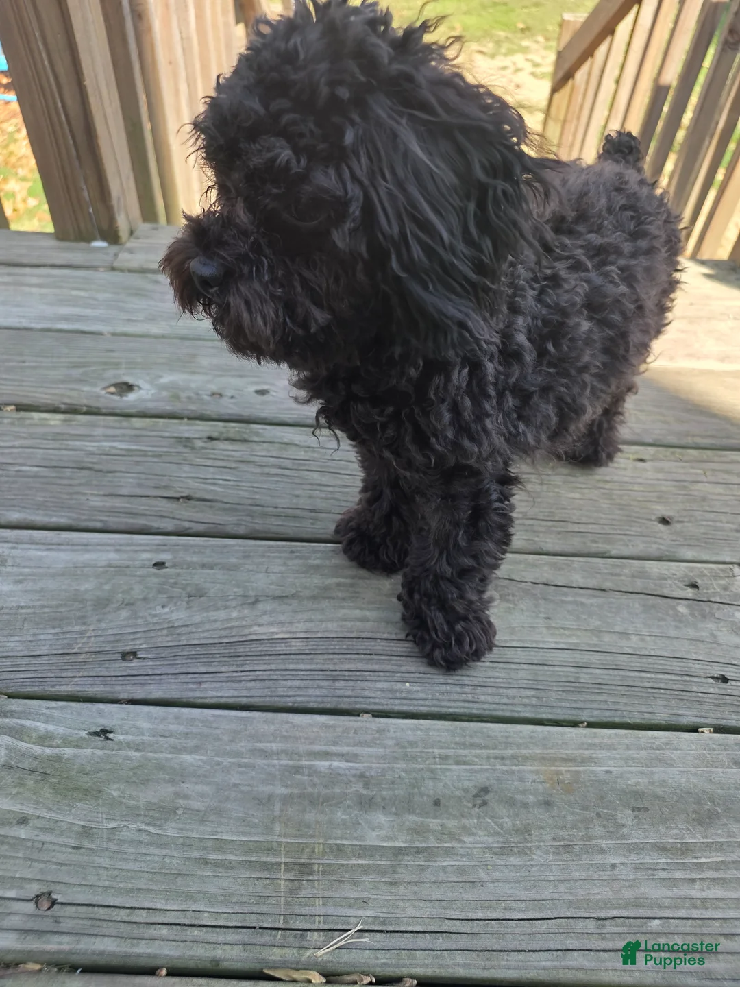 Toy Poodle dogs for sale: Teacup Poodle Puppy - Ad 4