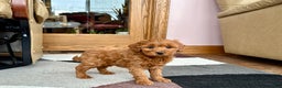 Cavapoo dogs for sale: Cavapoo male Puppy 3 - Ad 7