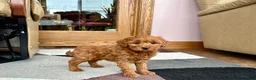 Cavapoo dogs for sale: Cavapoo male Puppy 3 - Ad 7