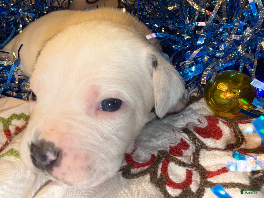 Mixed Breed dogs for sale: Coltonball - Ad 4