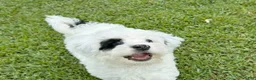 Mini Bernedoodle dogs for sale: SAILOR 👨‍✈️ TRAINED w OFA parents - Ad 7