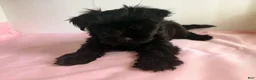 Yorkiepoo dogs for sale: Mia - Ad 4