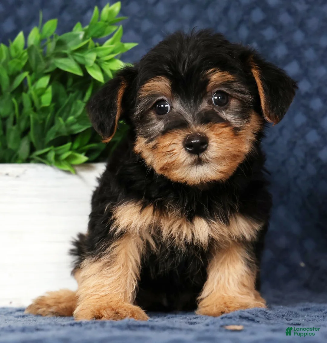 Yorkiepoo dogs for sale: Vince - Ad 2