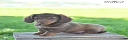 Miniature Dachshund dogs for sale: Clifford  - Ad 4