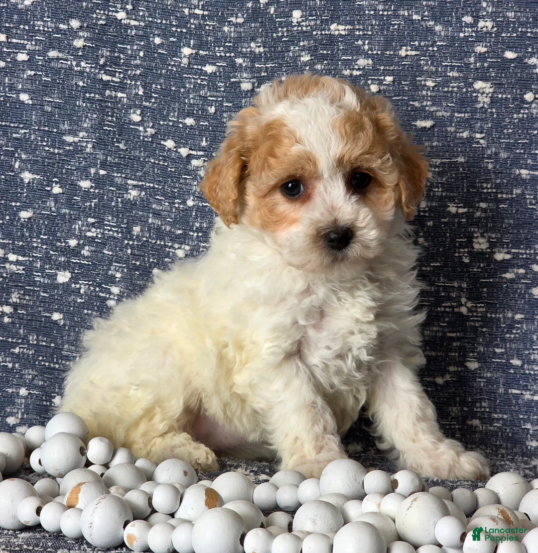 Bichpoo dogs for sale: Ellie - Ad 3