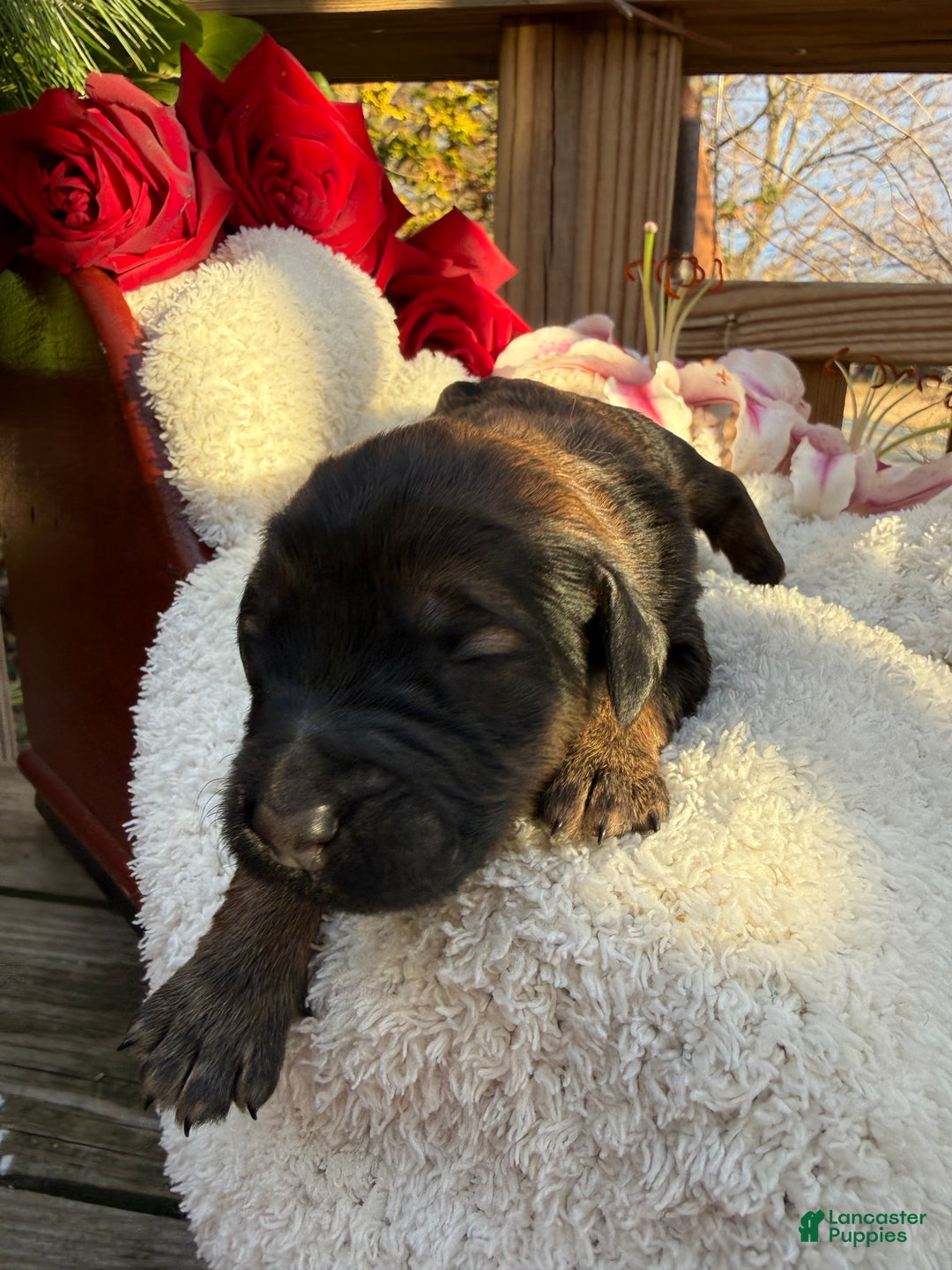 Goldendoodle dogs for sale: Coal - Ad 8