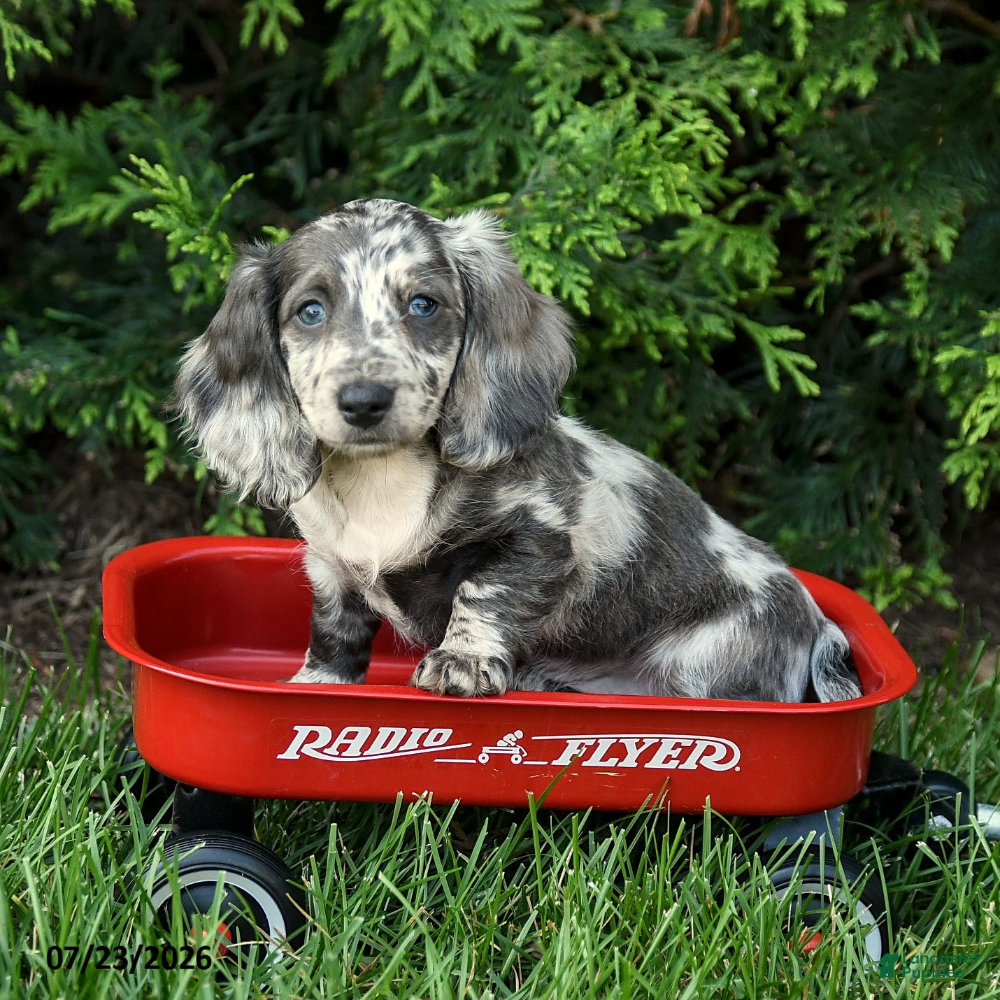 Miniature Dachshund dogs Harbor - Ad 2