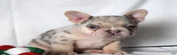 French Bulldog dogs for sale: Tallulla - Ad 3