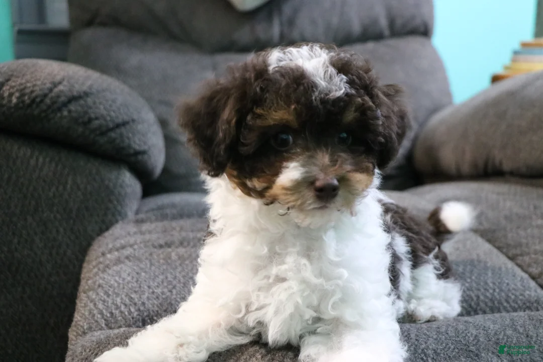 Toy Poodle dogs for sale: Max - Ad 2