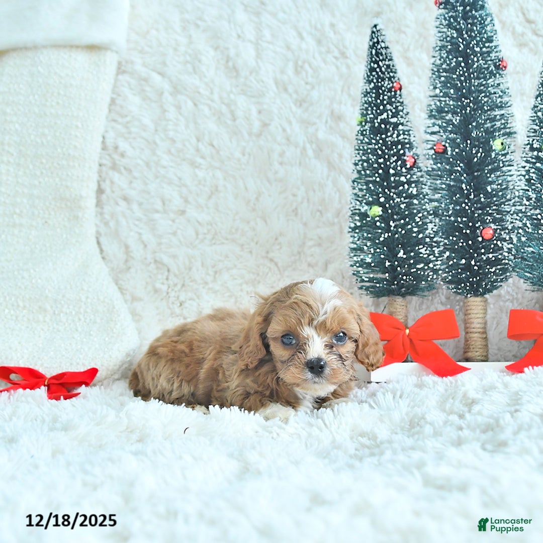 Cavapoo dogs for sale: Frosty - Ad 3