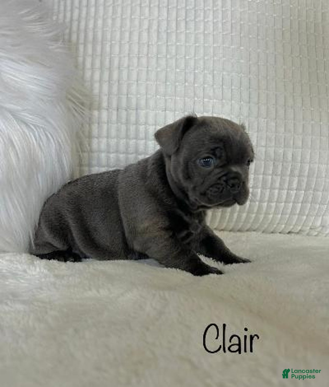 Mixed Breed dogs for sale: Clair - Ad 8