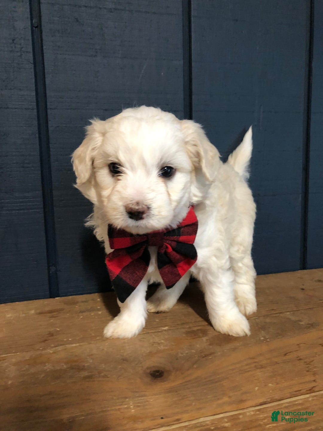 Aussiedoodle dogs for sale: Belle - Ad 2