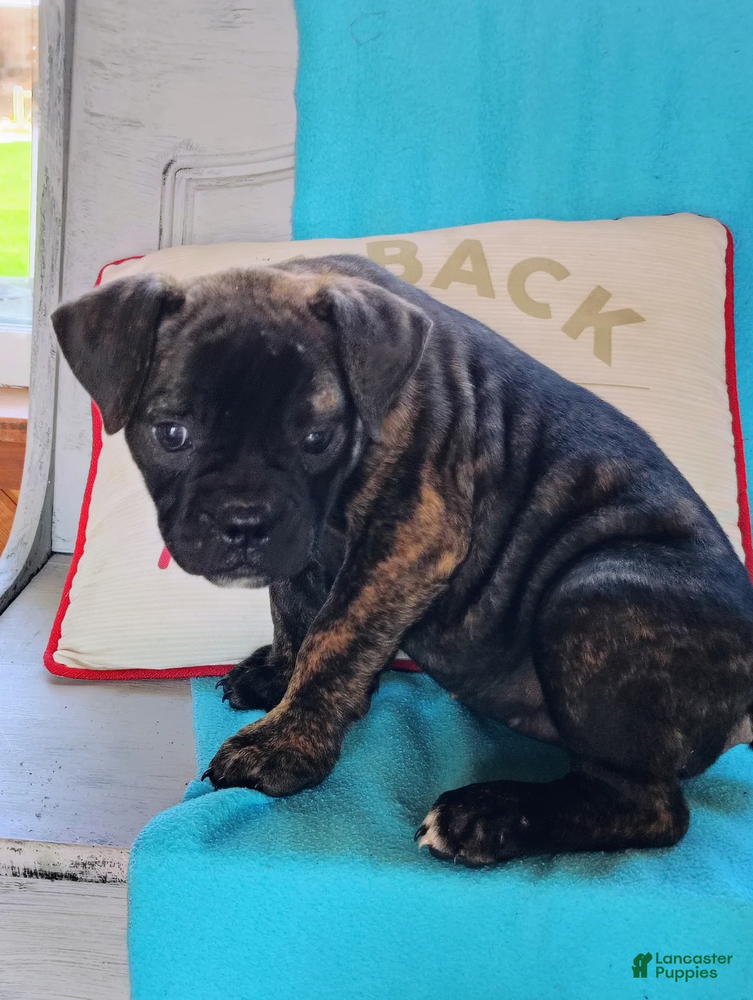 Olde English Bulldogge dogs for sale: Aerial  - Ad 2