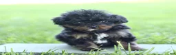 Cavapoo dogs for sale: Darla  - Ad 3