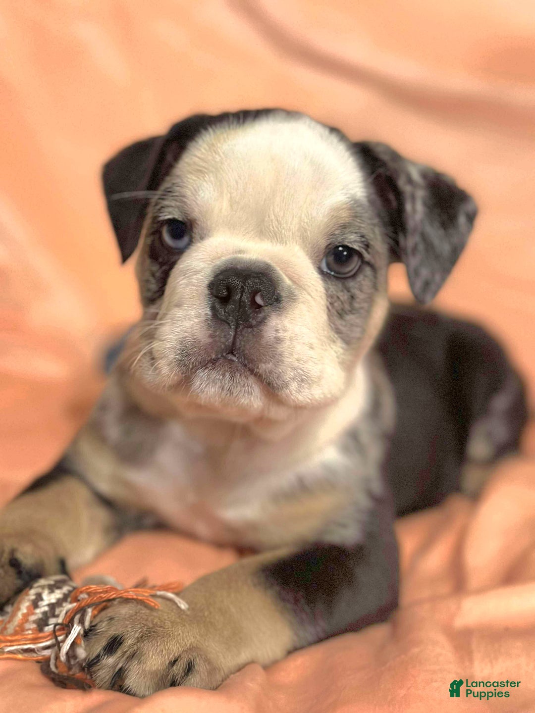 English Bulldog dogs for sale: English Bulldog Shadow - Ad 3