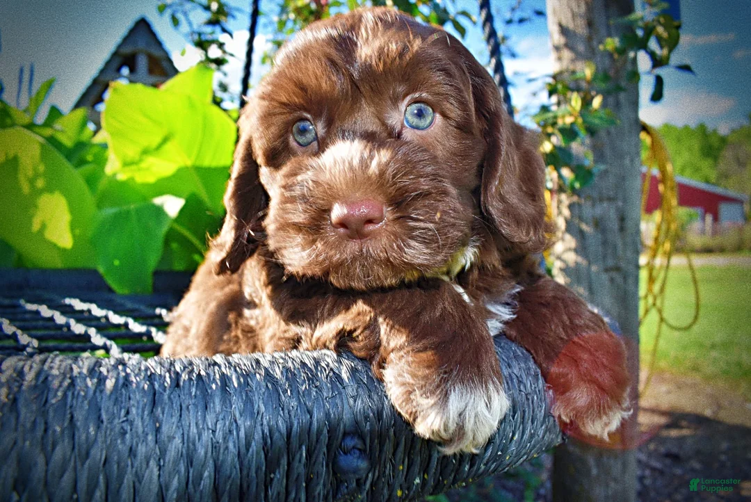 Havapoo dogs for sale: Coco - Ad 2