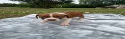 Mixed Breed dogs for sale: Delta - Ad 3