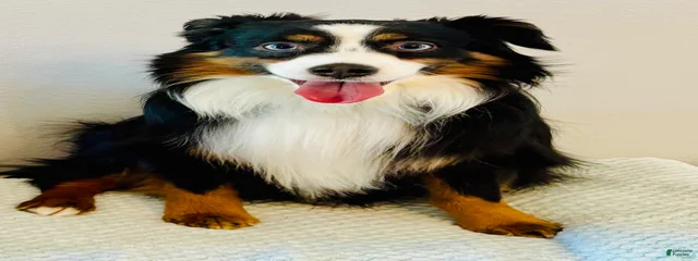 Ty 