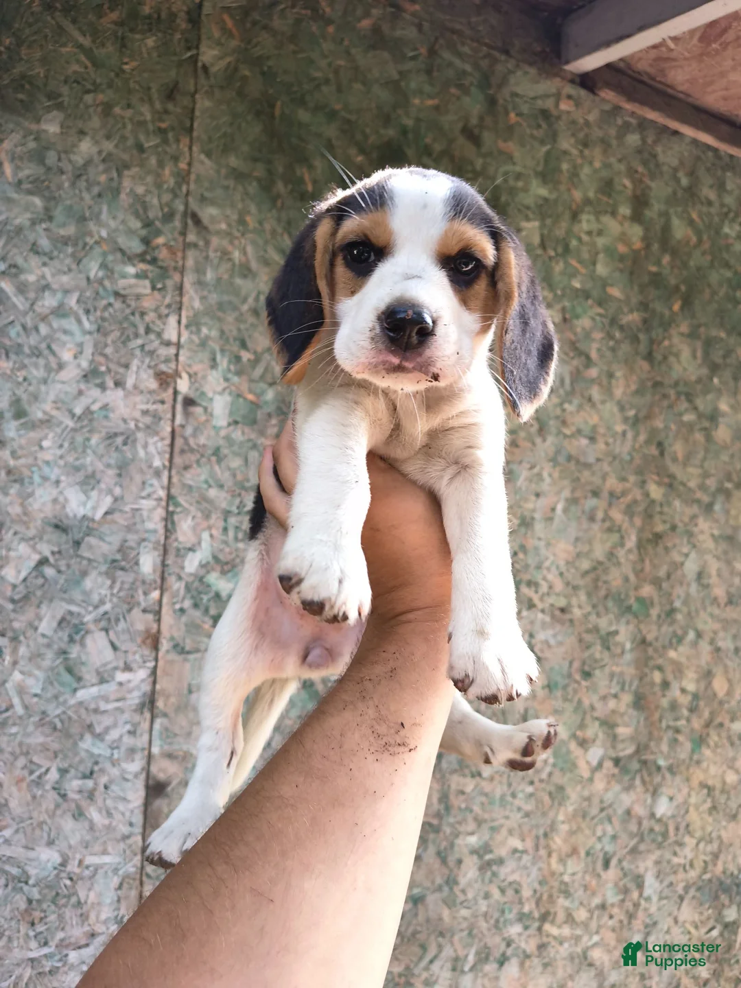 Beagle dogs for sale: Girl 3 - Ad 1