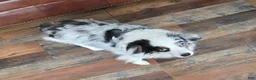 Mixed Breed dogs for sale: Mixed Breed 1 - Ad 26