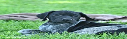 German Shorthaired Pointer dogs for sale: Rascal - Ad 3