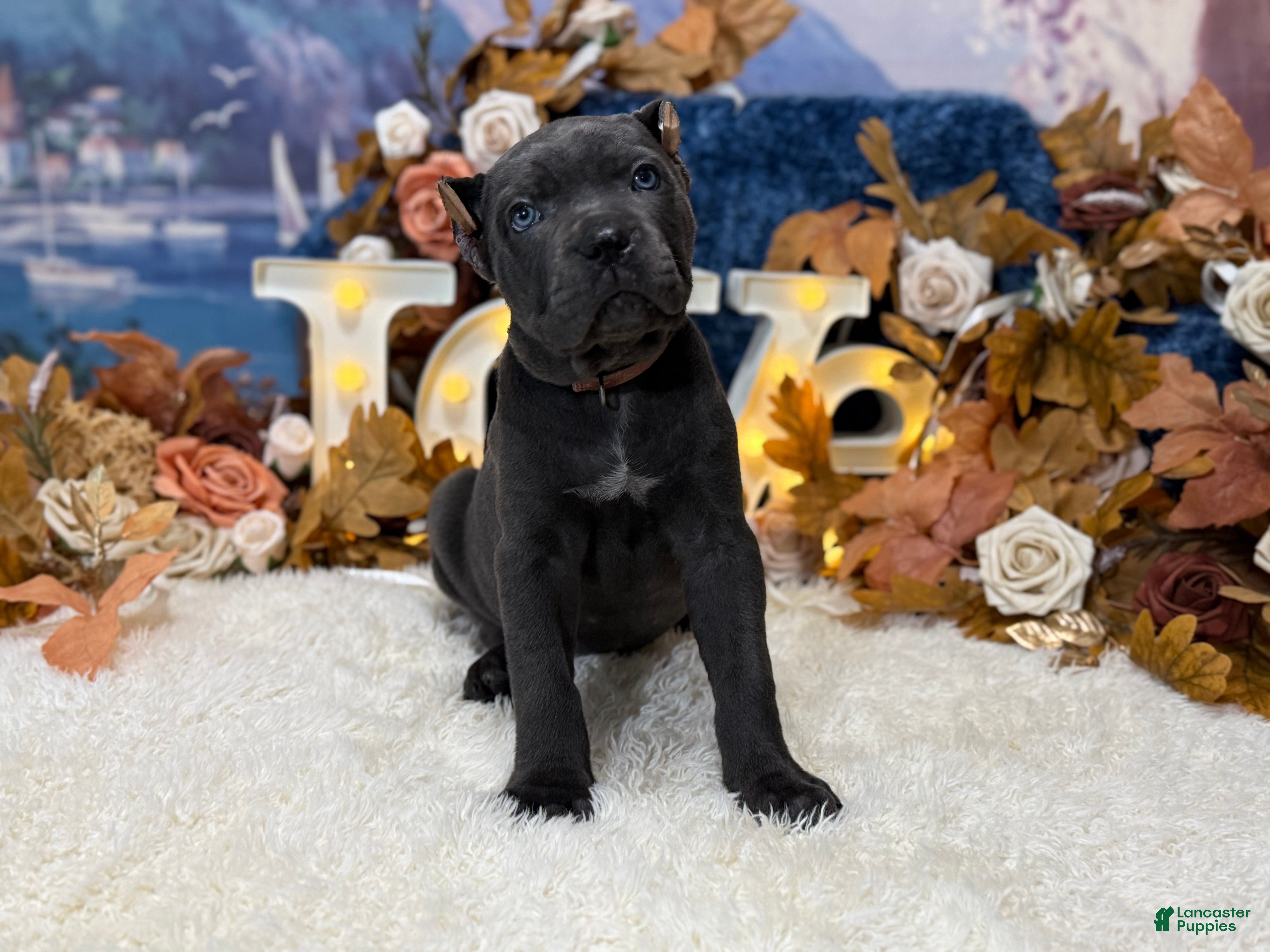 Cane Corso dogs Paige - Ad 1