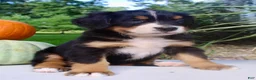 Bernese Mountain Dog dogs for sale: Lucy  - Ad 2