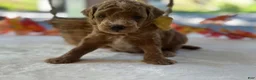 Mini Goldendoodle dogs for sale: Reeces - Ad 3