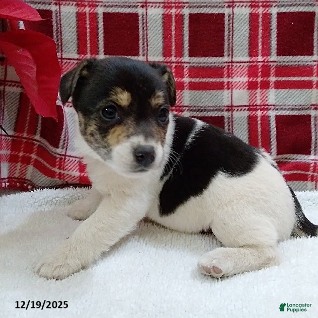 Mixed Breed dogs Tessa - Ad 2