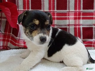 Mixed Breed dogs Tessa - Ad 2