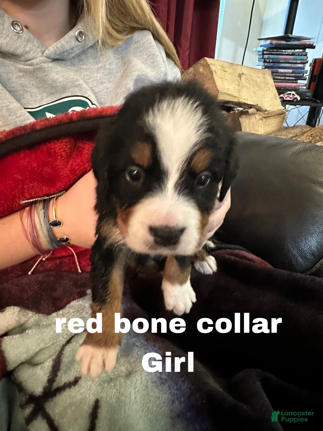 Bernese Mountain Dog dogs for sale: Bernese Mountain Dog Puppy 6 - Ad 1