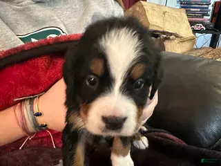 Bernese Mountain Dog dogs Bernese Mountain Dog Puppy 6 - Ad 5