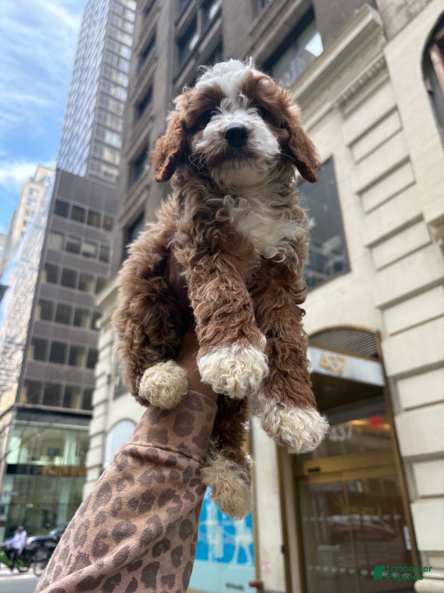 Cavapoo dogs CASSIE🐾❤️ - Ad 1