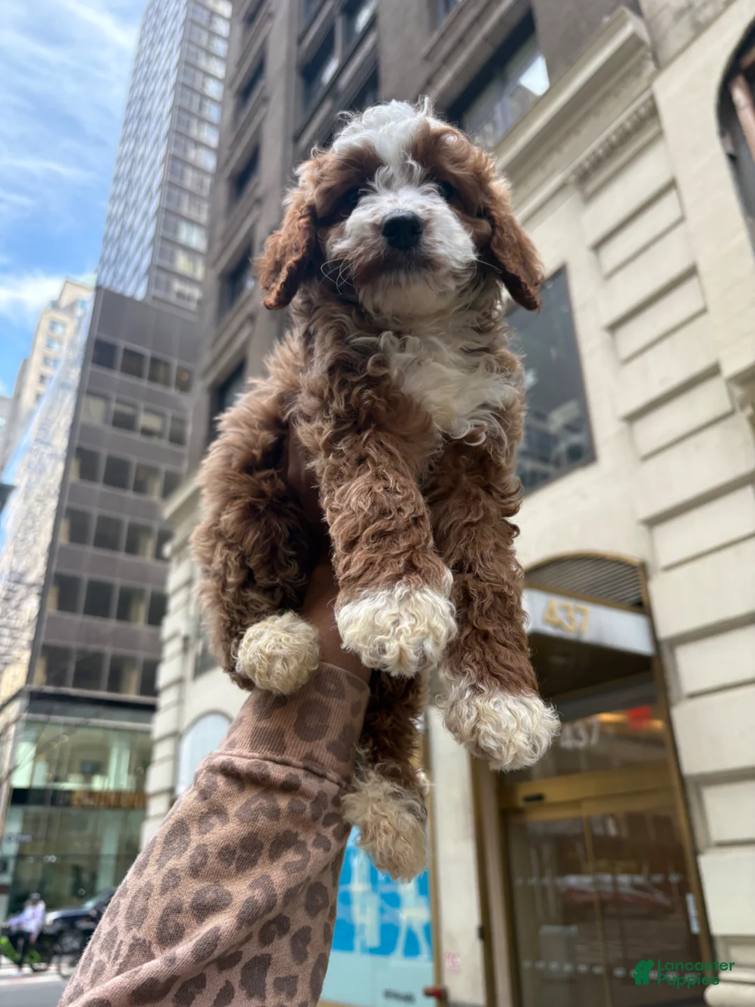 Cavapoo dogs for sale: CASSIE🐾❤️ - Ad 1