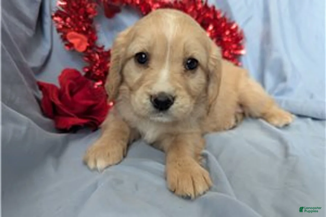 Mixed Breed dogs for sale: Rose - Ad 9